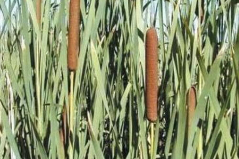 OVOM BILJKOM SMO KAO KLINCI TERALI KOMARCE, A SAD JE NAZIVAJU OVIM URNEBESNIM IMENOM: Kada je vidite SETIĆETE SE