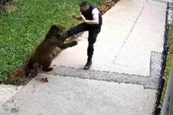 RADNIK U BOSNI DOŠAO DA RASTERA PSE, A ONDA JE UGLEDAO MEDVEDA: Ono što se potom DESILO ledi KRV U ŽILAMA (VIDEO)