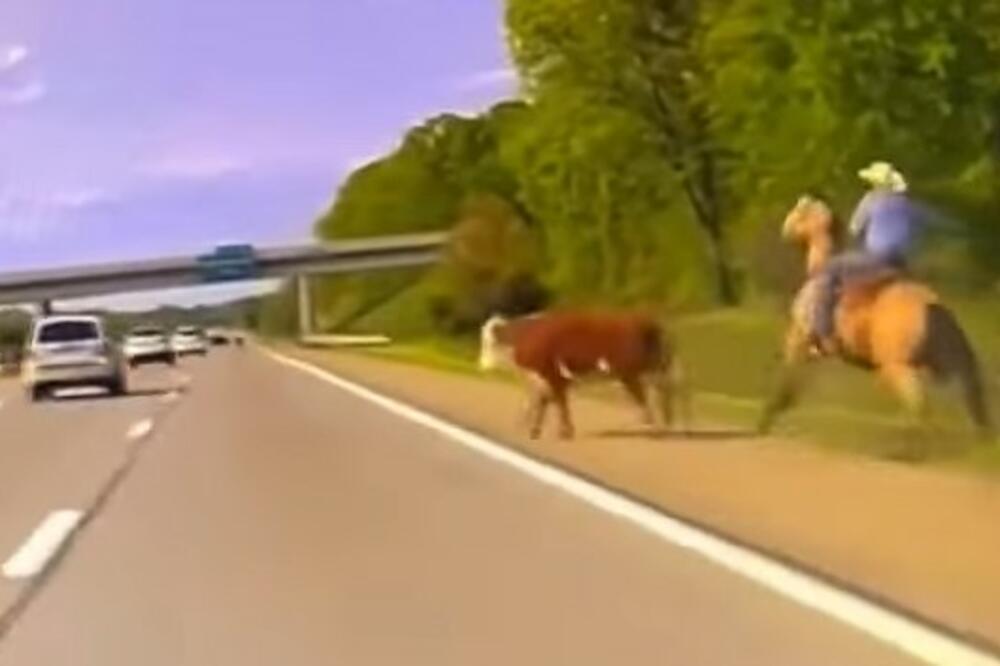 KRAVA JURILA AUTO-PUTEM, A POLICAJAC JE JURIO LASLOM: Ljudi NISU verovali ŠTA vide, a tek kako se ZAVRŠILO (VIDEO)