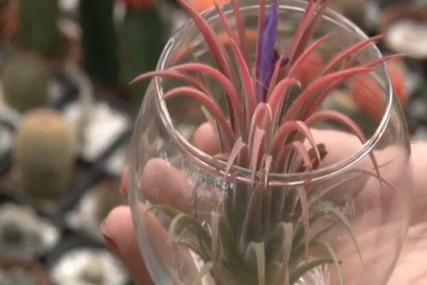 OVOJ BILJKI NE TREBA ZEMLJA DA BI RASLA: Uspeva u NEMOGUĆIM USLOVIMA, a tvrde da je NAJLEPŠA