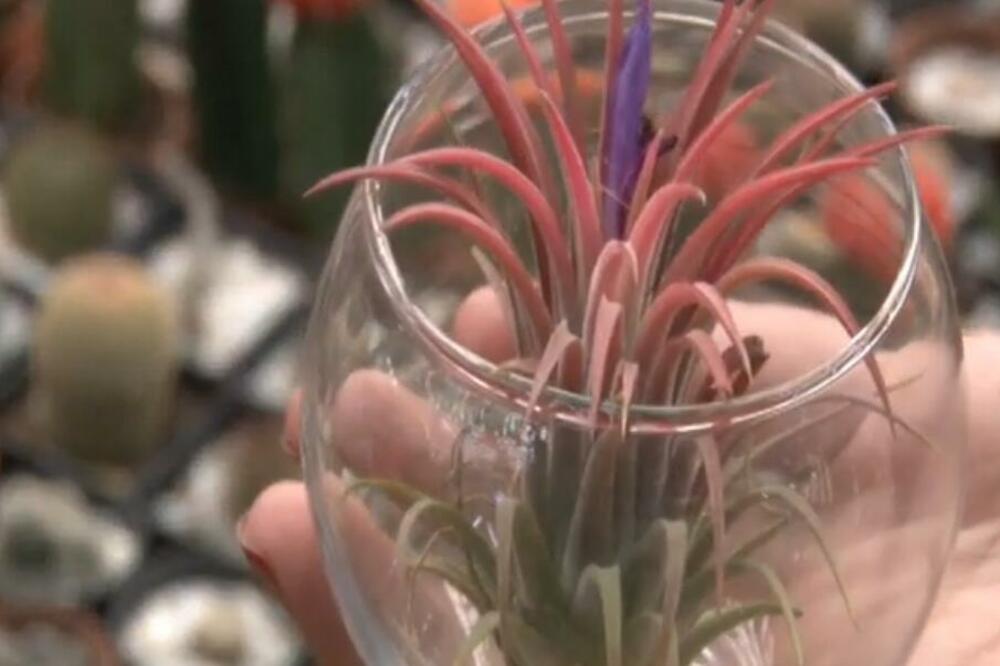 OVOJ BILJKI NE TREBA ZEMLJA DA BI RASLA: Uspeva u NEMOGUĆIM USLOVIMA, a tvrde da je NAJLEPŠA