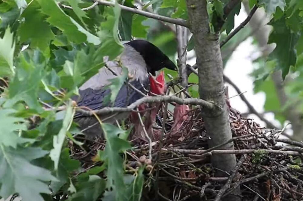 Ako ugledate gnezdo ove ptice na terasi nikako ne radite ovo! Naši stari su verovali da će te tako navući bedu