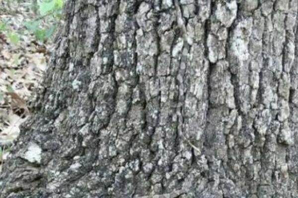 NA OVOJ FOTOGRAFIJI SE NALAZI NEŠTO JEZIVO, PRIMEĆUJETE LI ŠTA? Mnogi ne uoče OPASNOST dok ne bude PREKASNO (FOTO)