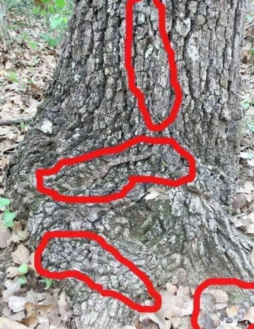 Zmije na stablu drveta