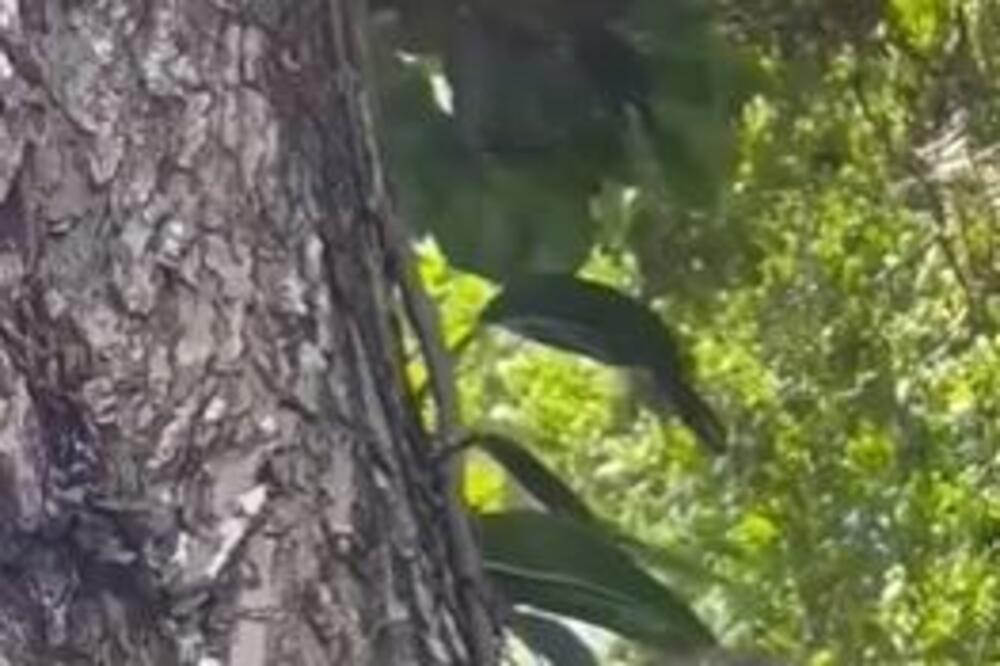 VIDELA JE DA NEŠTO ŠETA PO DRVETU I ODMAH JE PRIŠLA: U trenutku se IZBEZUMILA, šta je ovo?! (VIDEO)