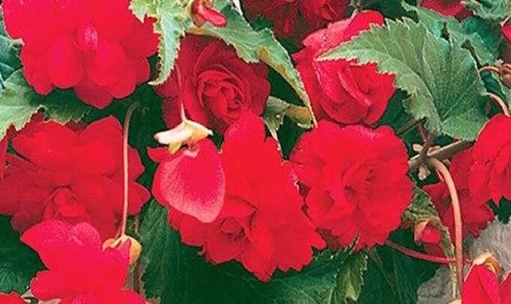 Begonije 'vole' sunce