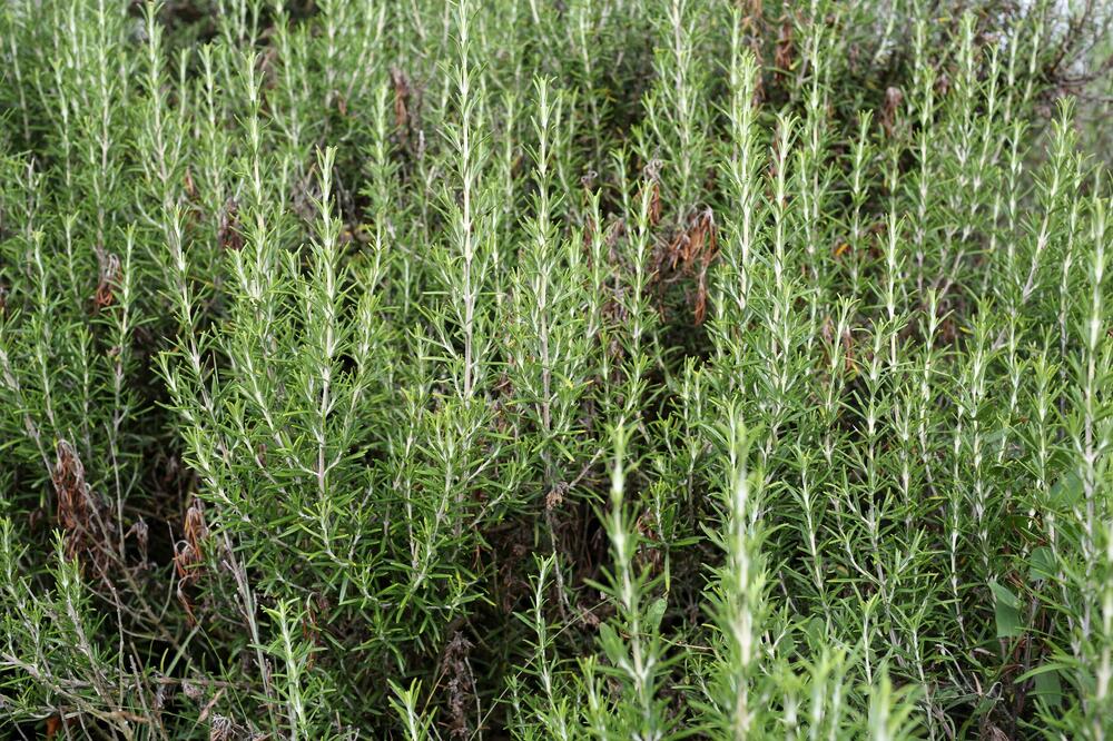 STARO RIMSKO VEROVANJE KAŽE DA JE SVAKI DOM KOJI IMA OVU BILJKU ZAŠTIĆEN: Zle sile će ga zaobići u velikom luku