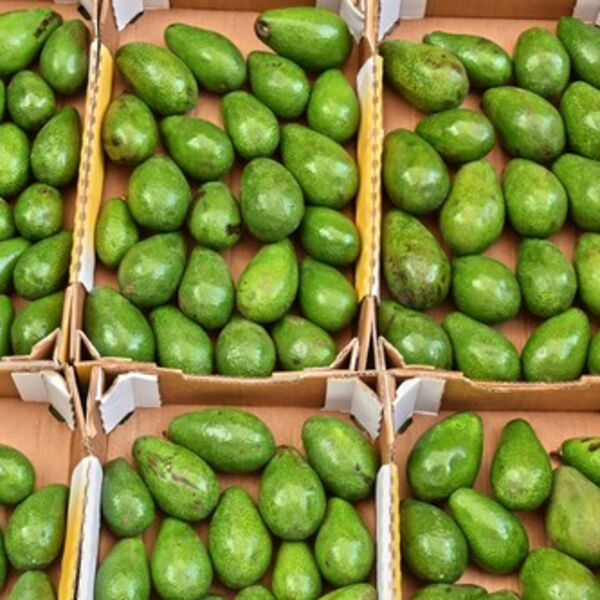 AKO ŽELITE DA VAM AVOKADO USPE KOD KUĆE, OVAKO GA POSADITE: Kad Srbi vide koliko vam je plod, poludeće od ljubomore