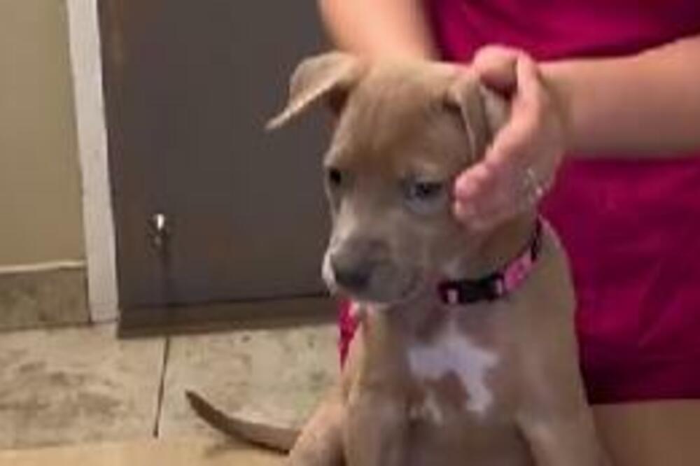 PREKO INTERNETA KUPILA ŠTENE LABRADORA: Kad ga je odvela kod veterinara otkrila je šokantnu istinu (VIDEO)