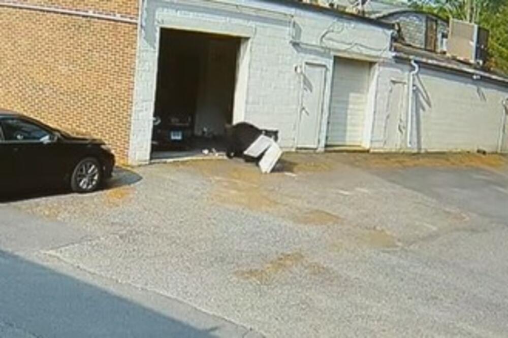 RADNICI U POSLASTIČARNICI PAKOVALI KOLAČE KADA SE POJAVILA NEMAN OD 2 METRA: Snimak gledajte na svoju odgovornsot