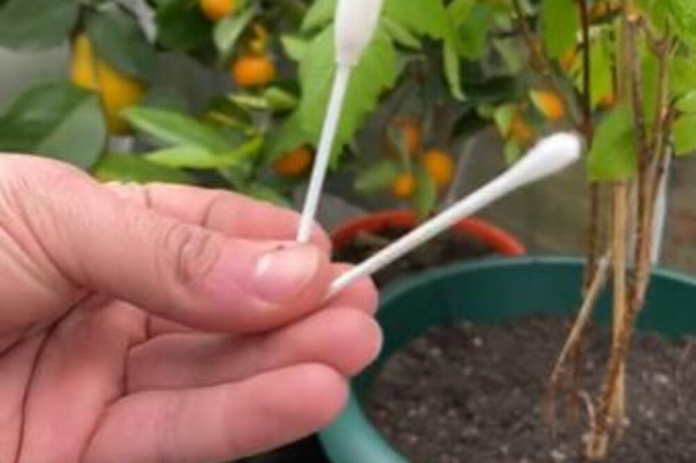 PROFESIONALNI BAŠTOVAN OTKRIO TRIK KOJI ZALIVA BILJKE I KAD NISTE KOD KUĆE: Sve što vam treba su OVE 2 STVARI