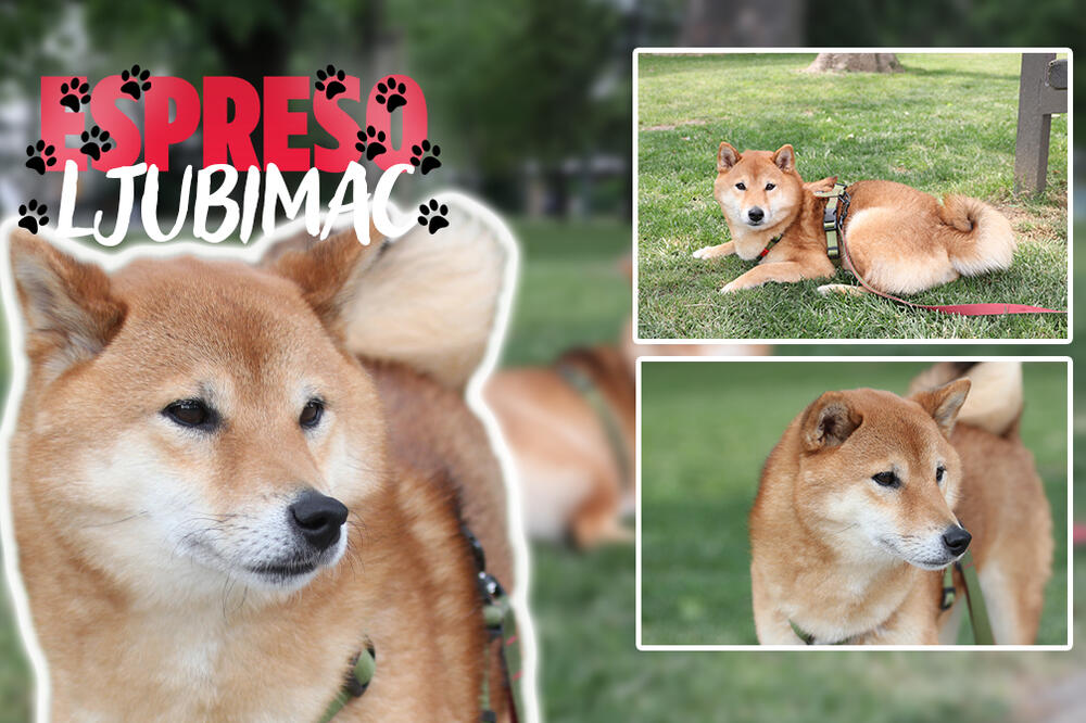 "POBEGAO SAM IZ RUSIJE ZA 800 EVRA": Preslatki Lis nije lisica, ali LUKAVO govori o svojoj vlasnici (FOTO)