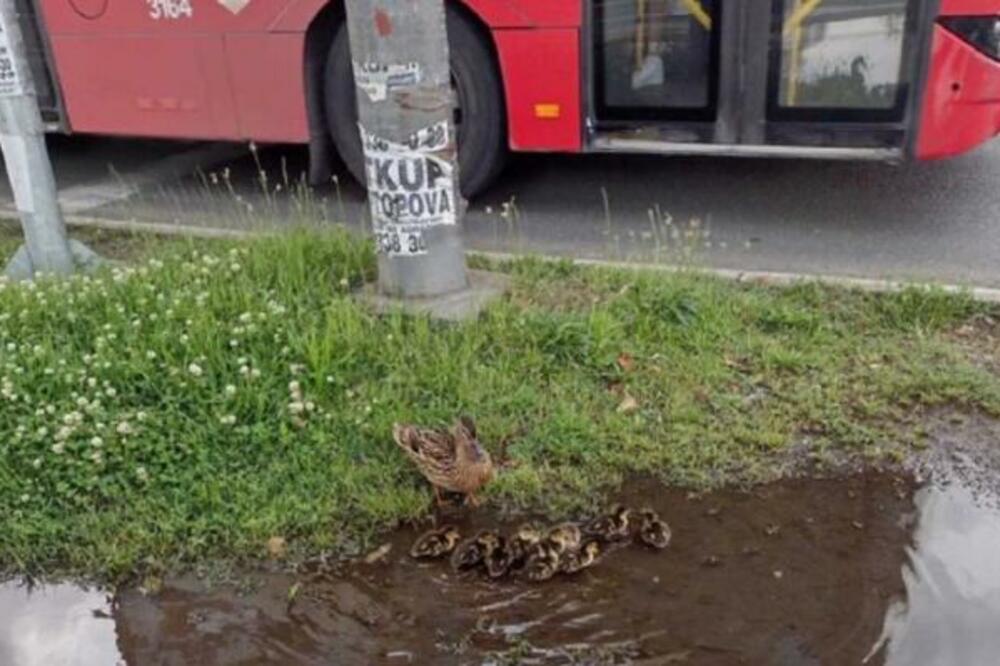 GRAĐANI ODUŠEVLJENI PRIZOROM SA NOVOM BEOGRADA: Mali SLATKIŠI se brčkaju u ogromnoj bari (FOTO)