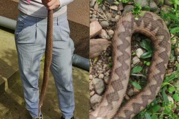 DEVOJČICU IZ BOSNE JE UJEO POSKOK I SADA SU MNOGI RODITELJI U STRAHU: Evo šta treba da radite ako dođe do UJEDA!