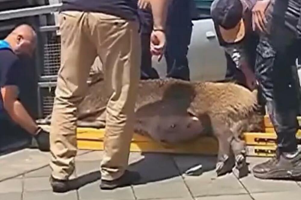 DVE DIVLJE SVINJE ZALUTALE, PA ZAVRŠILE U JEDNOM OD KLUBOVA U BETON HALI: Poznat epilog drame! (VIDEO)