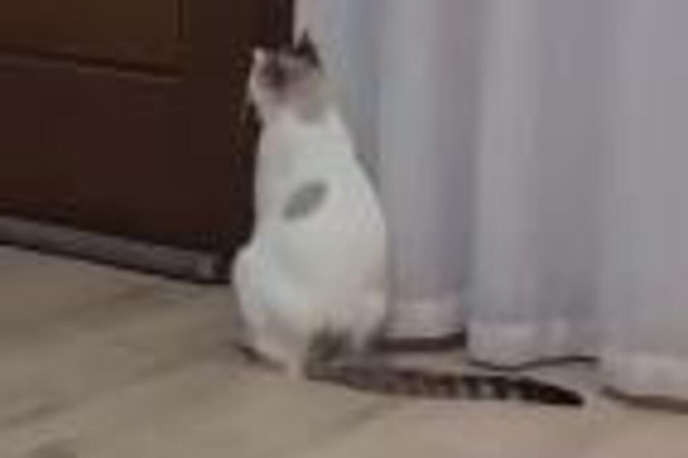 MAČKA SNIMLJENA DOK IZGOVARA OVE REČI: Snimak NIJE MONTIRAN, ceo SVET je ZANEMEO (VIDEO)