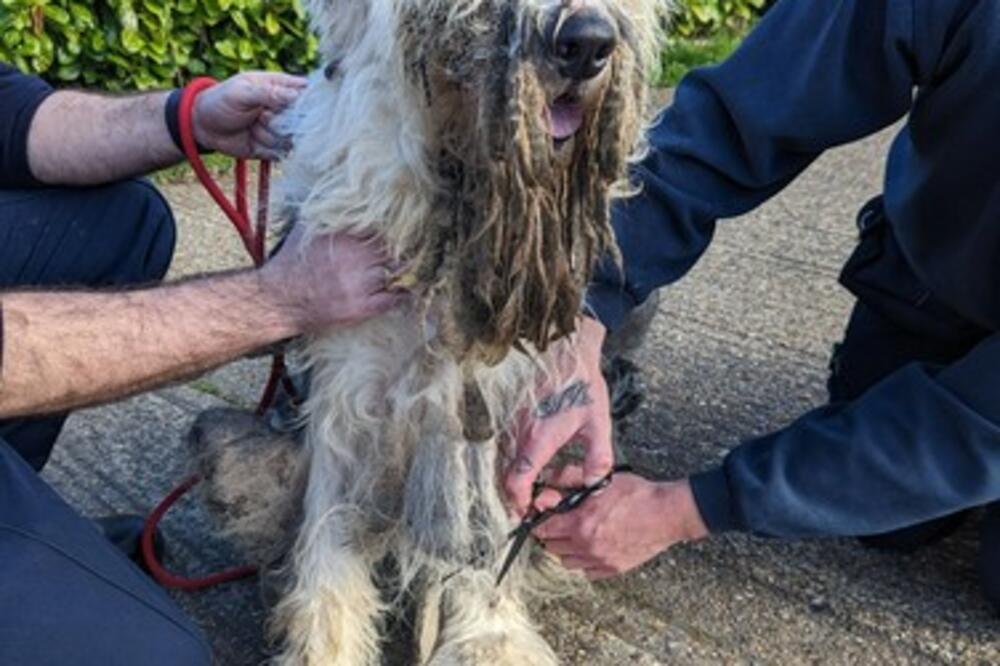 PRONAŠLI SU ZAPUŠTENOG PSA NA IVICI ŽIVOTA I SMRTI: Kada su ga OŠIŠALI ZANEMELI su na ono ŠTO SE KRIJE ISPOD (FOTO)