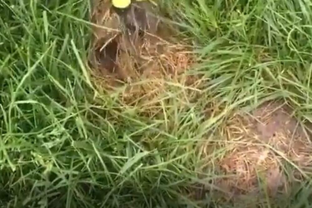 AKO PRIMETITE OVO U SVOM DVORIŠTU, NIKAKO NE KOSITE TRAVU: Evo šta se može NAĆI ISPOD NJE (VIDEO)