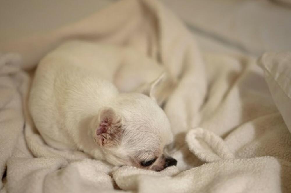 MNOGI KUPE PSA, PA SHVATE DA IPAK NE MOGU DA GA ČUVAJU: Ljubimci hisu igračke, evo na šta treba OBRATITI PAŽNJU