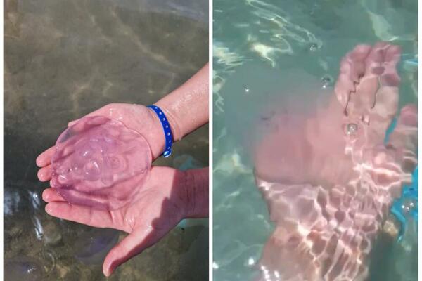 "OSEĆAJ KAO...": Ako idete OVDE na LETOVANJE, pazite se OVIH ŽIVOTINJA u MORU! Srbi fotografisali i SVE OBJASNILI!