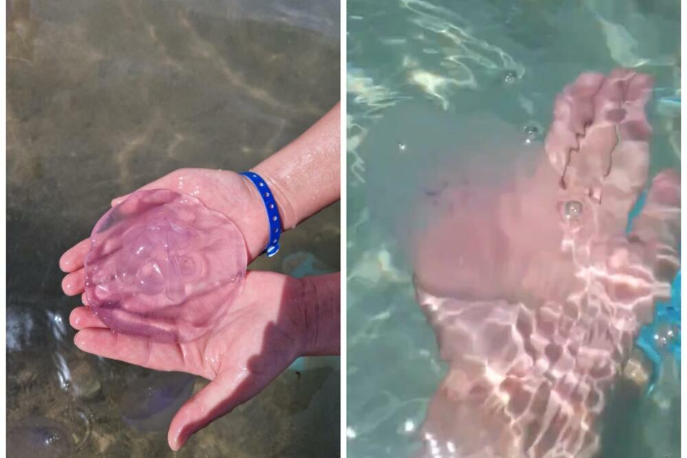 "OSEĆAJ KAO...": Ako idete OVDE na LETOVANJE, pazite se OVIH ŽIVOTINJA u MORU! Srbi fotografisali i SVE OBJASNILI!