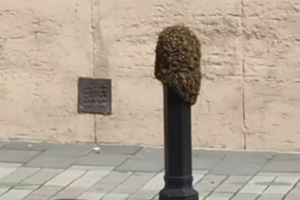 "PAZITE SE!" Pčelinjak nasred ulice u centru Beograda PREPAO prolaznike, kako je moguće da se TU SKUPILE?! (FOTO)