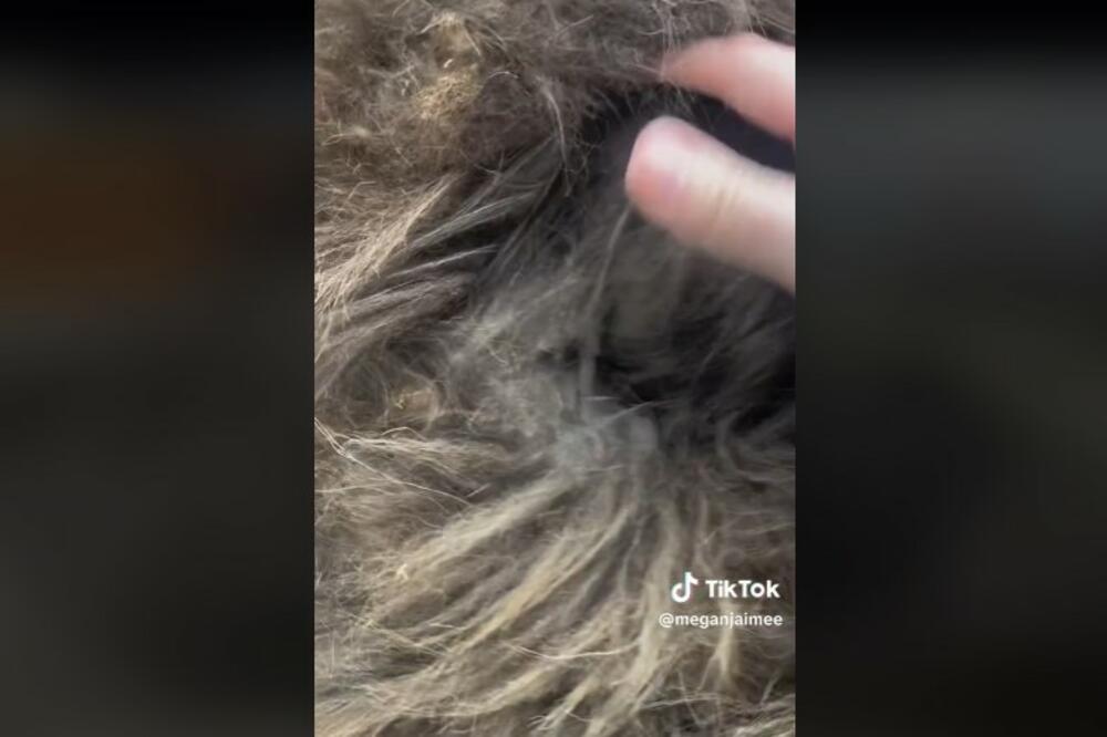 SIROTI PAS TOLIKO BIO ZAPUŠTEN DA SU GA ŠIŠALI 4 SATA: Transformacija koja je usledila, TOPI SRCA (VIDEO)