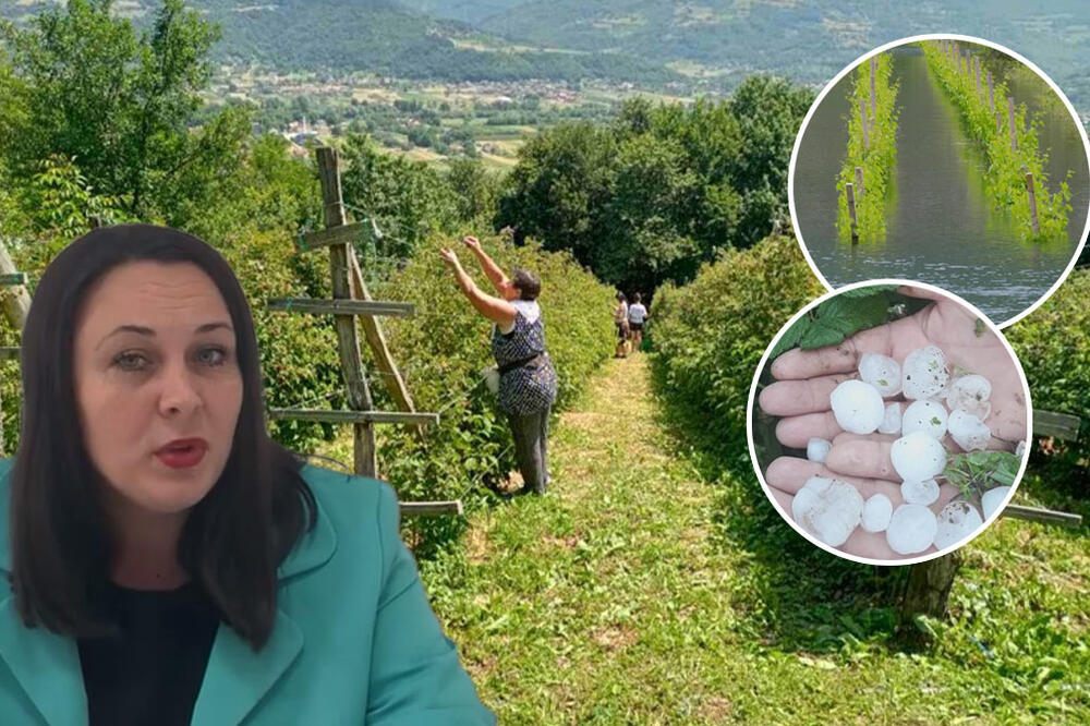 ROK JE JOŠ MESEC DANA, MALINARI SE HVATAJU ZA GLAVE: Ako propadne berba crvenog zlata, ipak možete dobiti pare