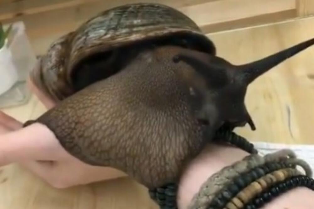 NE NIJE ŠALA, OVO JE NAJVEĆI PUŽ NA SVETU! Delue bezopasno, ali čekajte da čujete pravu istinu o njemu (VIDEO)