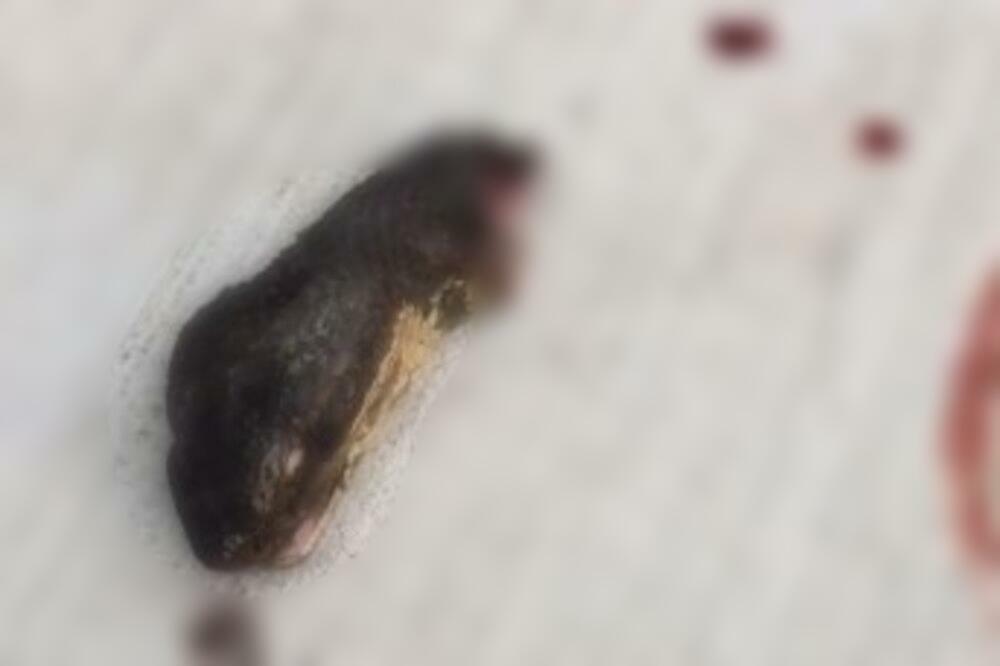 ODSEKLI SU GLAVU ZMIJI I ONDA JE USLEDILA JEZIVA SCENA: Gledate na svoju ODGOVORNOST, ovo je STRAVIČNO (VIDEO)