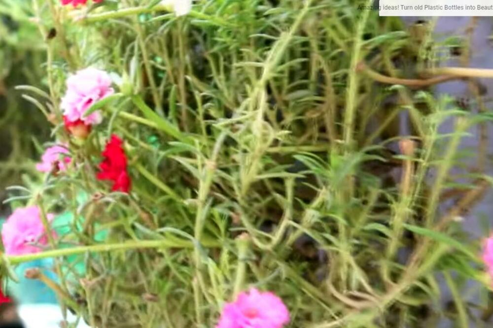 OD OVE MEŠAVINE CVEĆE ĆE BUJATI KAO LUDO: Jeftin sastojak koji treba da napravi svaka žena, ČINI ČUDA U BAŠTI