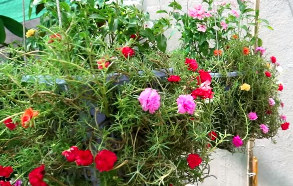 Ova biljka se i sama razmnožava. 