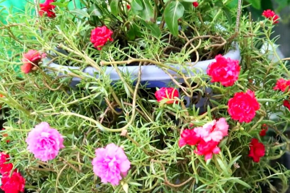 CVET KOJI JE BUKVALNO NEUNIŠTIV: Podnosi EKSTREMNE VRUĆINE, a širi se kao korov, BUJAĆE KAO LUD tokom celog leta