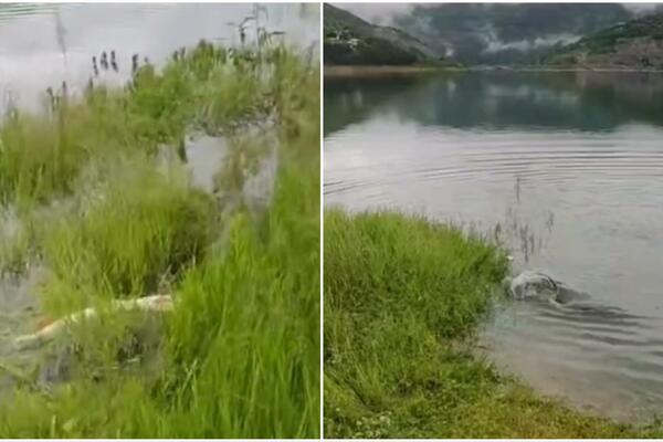MISLIO DA JE VARALICA, A ONDA JE KRENULA BORBA: Pogledajte kakvu GRDOSIJU je Strahinja izvukao iz jezera! (VIDEO)