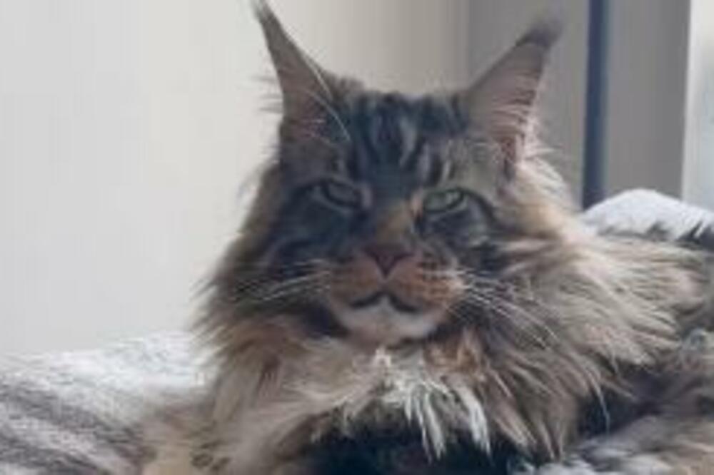 Ako vas napadne agresivna mačka odmah uradite ovu stvar: Samo tako će se ukopati u mestu, od toga sve zavisi