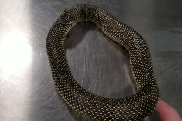 JEDINO OVAJ PRAH TERA GMIZAVCE IZ DVORIŠTA I KUĆE: Evo šta prvo morate da uradite ako vas ujede zmija