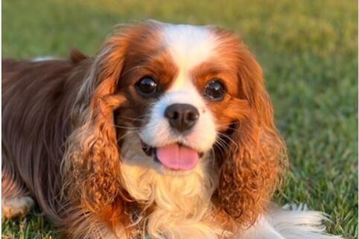 koji je najbolji mali pas za imati