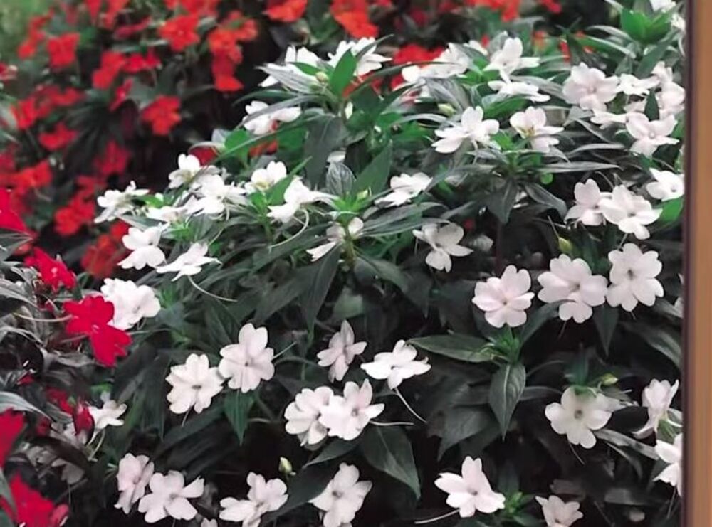 Cveće, Biljke, Lepi Jova