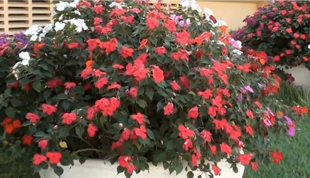 Cveće, Biljke, Lepi Jova