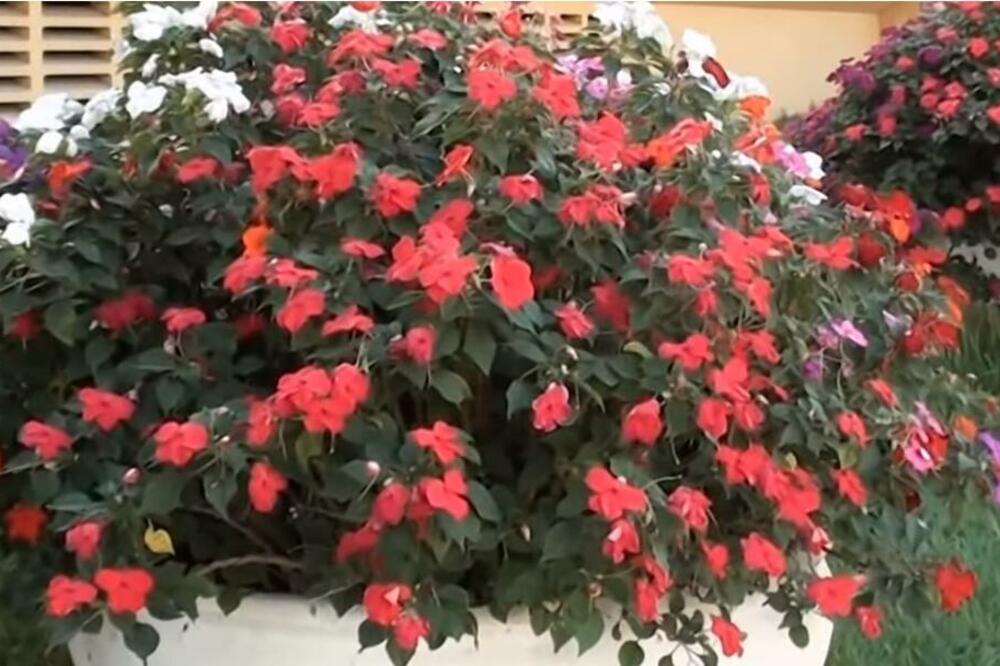 Dodajte ovaj sastojak u vodu za zalivanje cveća i gledajte magiju: Biljke će biti bujne i prelivaće iz saksije