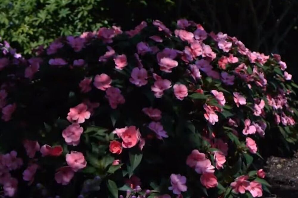 Cveće, Biljke, Lepi Jova