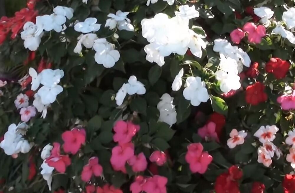 Cveće, Biljke, Lepi Jova