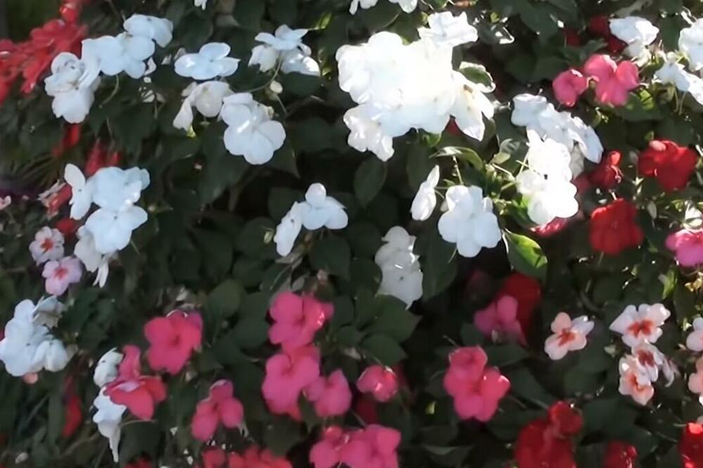 OVAJ CVET JE RANIJE SVAKA KUĆA IMALA, A DANAS GA TRAŽE SVE DOMAĆICE: Nestvarno je lep i krasi SVAKO DVORIŠTE