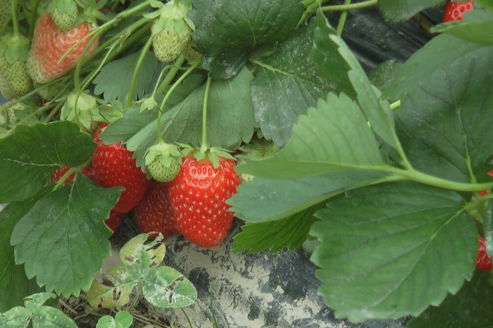ZAVRŠIO NA NORVEŠKOJ NACIONALNOJ TV KAD IH JE BRAO JESENAS, A SAD SE OPET ČUDI ČUDU! Kod Dražena već stigle JAGODE