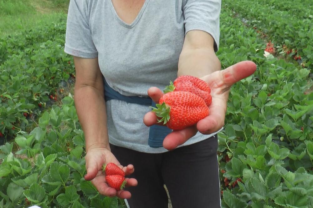 AKO DODATE POLA KAŠIKE OVOGA U ZEMLJU IMAĆETE NAJUKUSNIJE JAGODE: Plod će biti zreliji i sočniji nego pre