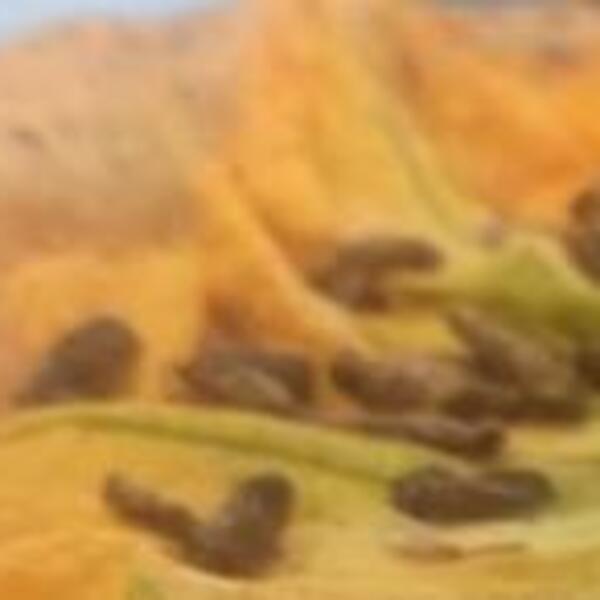 ITALIJAN NAPRAVIO JELO OD KOJEG ĆETE POVRATITI: Pogledajte samo šta je stavio PREKO NJEGA, prevrnuće vam se želudac