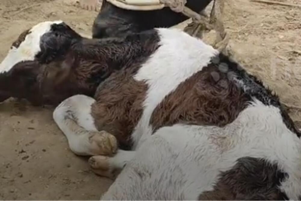 KRAVA SE TELILA, A KAD SE TELE RODILO, OSTALI SU SLEĐENI NA MESTU: Kamere sve zabeležile, ŠTA JE OVO?