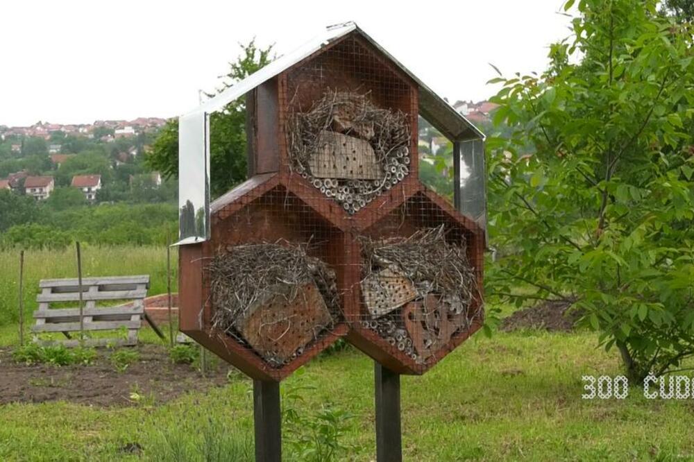 PRVI HOTEL ZA INSEKTE U SRBIJI: Pogledajte samo kako izgleda i GDE SE NALAZI, oduševićete se (FOTO)