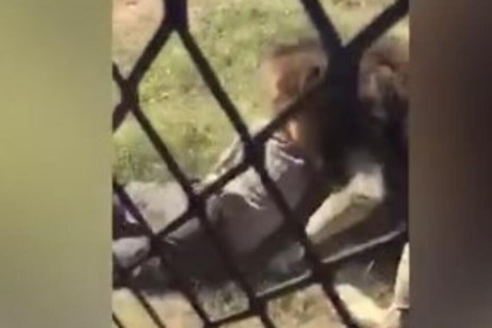 UŠAO U DEO SA LAVOVIMA, PA DOŽIVEO NEOPISIV HOROR: Životinja ga NEMILOSRDNO NAPALA, sav UŽAS SNIMLJEN (VIDEO)