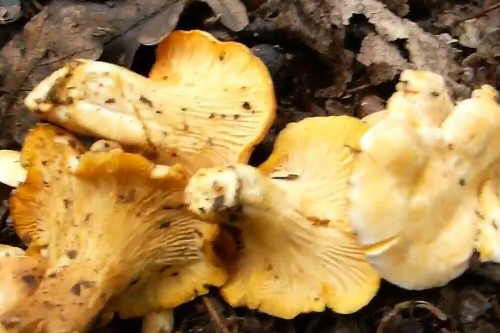 EVO KAKO PREPOZNATI I GDE NAĆI NAJUKUSNIJU PEČURKU: Nemojte je NI SLUČAJNO brati u OVOM STANJU, može biti OTROVNA